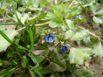 Fotografia da espécie Veronica acinifolia