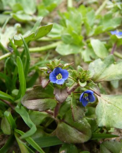 Fotografia de capa Veronica acinifolia - do Jardim Botânico