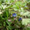 Fotografia 1 da espécie Veronica acinifolia do Jardim Botânico UTAD