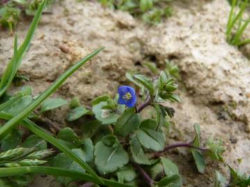 Fotografia da espécie Veronica acinifolia