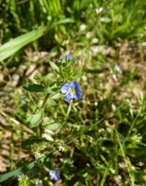 Fotografia 3 da espécie Veronica acinifolia no Jardim Botânico UTAD