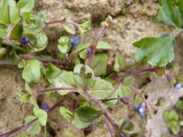 Fotografia da espécie Veronica acinifolia