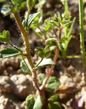 Fotografia 5 da espécie Veronica acinifolia no Jardim Botânico UTAD