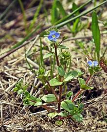 Fotografia da espécie Veronica acinifolia