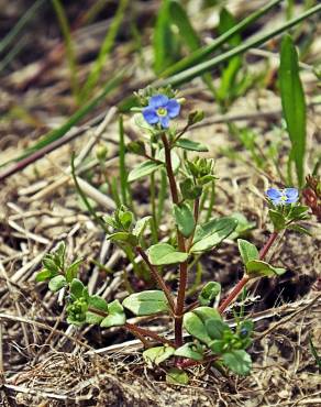 Fotografia 6 da espécie Veronica acinifolia no Jardim Botânico UTAD