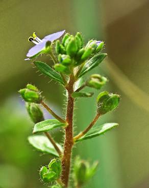 Fotografia 7 da espécie Veronica acinifolia no Jardim Botânico UTAD