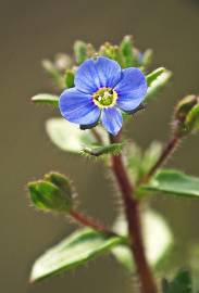 Fotografia da espécie Veronica acinifolia