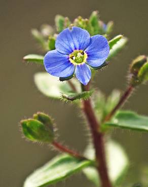 Fotografia 8 da espécie Veronica acinifolia no Jardim Botânico UTAD