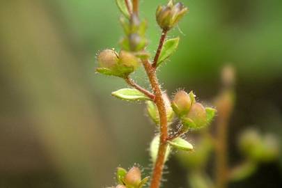 Fotografia da espécie Veronica acinifolia