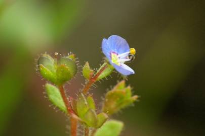 Fotografia da espécie Veronica acinifolia