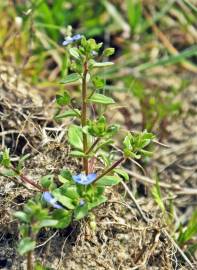 Fotografia da espécie Veronica acinifolia