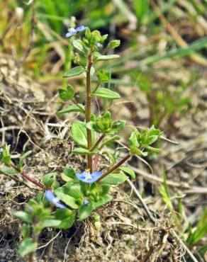 Fotografia 11 da espécie Veronica acinifolia no Jardim Botânico UTAD