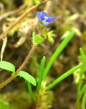 Fotografia 12 da espécie Veronica acinifolia no Jardim Botânico UTAD