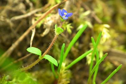 Fotografia da espécie Veronica acinifolia