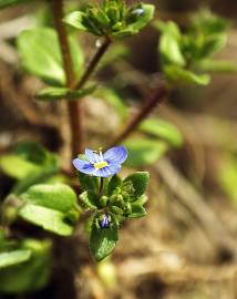 Fotografia da espécie Veronica acinifolia