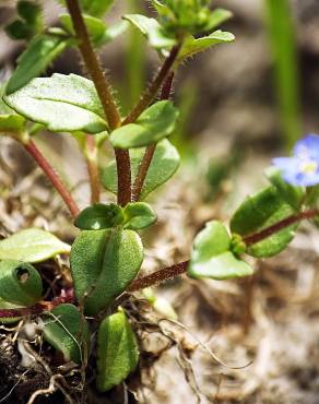 Fotografia 16 da espécie Veronica acinifolia no Jardim Botânico UTAD