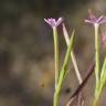 Fotografia 7 da espécie Velezia rigida do Jardim Botânico UTAD