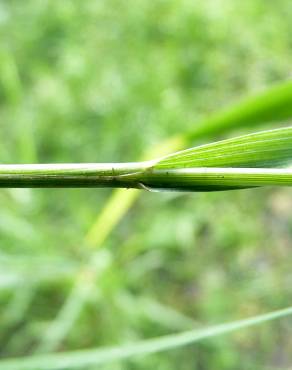 Fotografia 7 da espécie Alopecurus geniculatus no Jardim Botânico UTAD