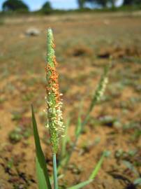 Fotografia da espécie Alopecurus geniculatus