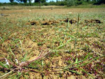 Fotografia da espécie Alopecurus geniculatus