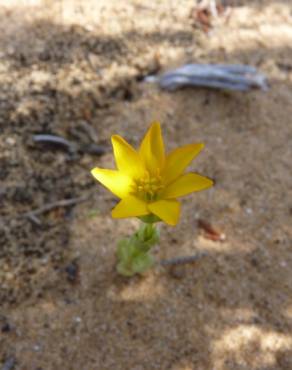 Fotografia 3 da espécie Blackstonia imperfoliata no Jardim Botânico UTAD