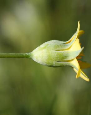 Fotografia 6 da espécie Blackstonia imperfoliata no Jardim Botânico UTAD