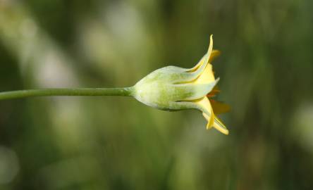 Fotografia da espécie Blackstonia imperfoliata