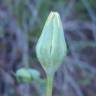 Fotografia 9 da espécie Blackstonia imperfoliata do Jardim Botânico UTAD