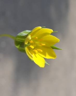 Fotografia 11 da espécie Blackstonia imperfoliata no Jardim Botânico UTAD