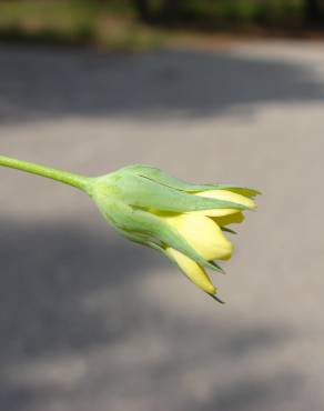 Fotografia 13 da espécie Blackstonia imperfoliata no Jardim Botânico UTAD