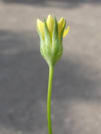 Fotografia da espécie Blackstonia imperfoliata