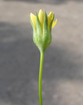 Fotografia 14 da espécie Blackstonia imperfoliata no Jardim Botânico UTAD