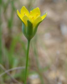 Fotografia da espécie Blackstonia imperfoliata