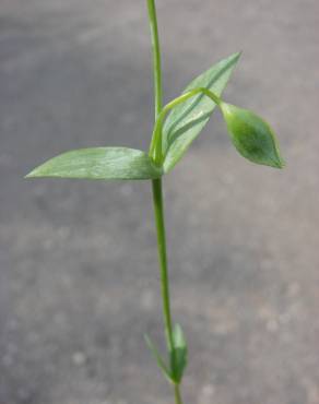 Fotografia 19 da espécie Blackstonia imperfoliata no Jardim Botânico UTAD