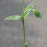 Fotografia 19 da espécie Blackstonia imperfoliata do Jardim Botânico UTAD