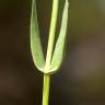 Fotografia 20 da espécie Blackstonia imperfoliata do Jardim Botânico UTAD