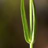 Fotografia 21 da espécie Blackstonia imperfoliata do Jardim Botânico UTAD