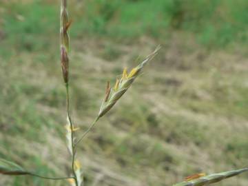 Fotografia da espécie Bromus racemosus