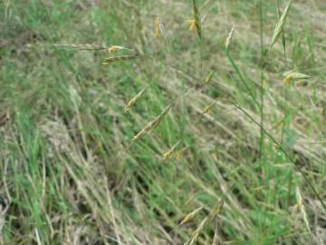 Fotografia da espécie Bromus racemosus