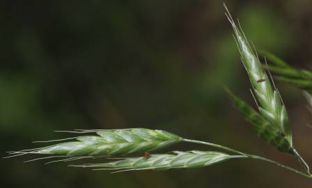 Fotografia da espécie Bromus racemosus