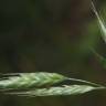 Fotografia 10 da espécie Bromus racemosus do Jardim Botânico UTAD