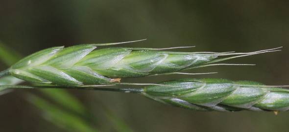 Fotografia da espécie Bromus racemosus