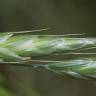 Fotografia 11 da espécie Bromus racemosus do Jardim Botânico UTAD