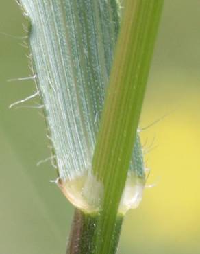 Fotografia 12 da espécie Bromus racemosus no Jardim Botânico UTAD