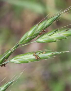 Fotografia 13 da espécie Bromus racemosus no Jardim Botânico UTAD