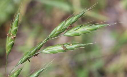 Fotografia da espécie Bromus racemosus