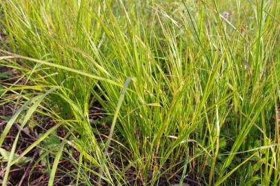 Fotografia da espécie Calamagrostis canescens