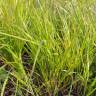 Fotografia 4 da espécie Calamagrostis canescens do Jardim Botânico UTAD