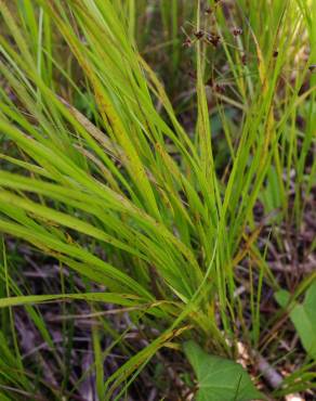 Fotografia 5 da espécie Calamagrostis canescens no Jardim Botânico UTAD