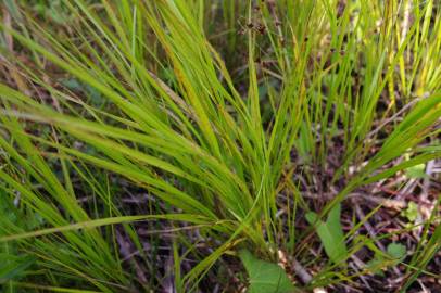 Fotografia da espécie Calamagrostis canescens